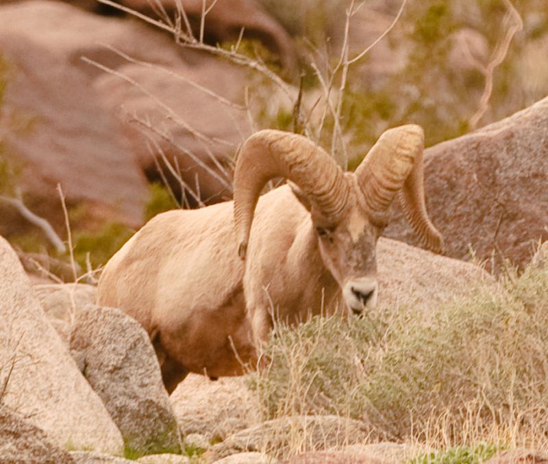 Desert Bighorn Sheep-5938 - UNTITLED ©2010 Dan Stevenson